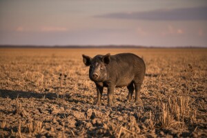 Zbog suše i visokih cijena sve manje svinjskog uzgoja