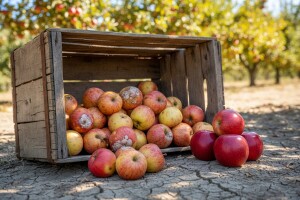 Zbog suše jabuka više za preradu nego za jelo