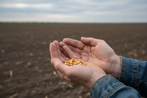 Zbog suše manji izbor hibrida