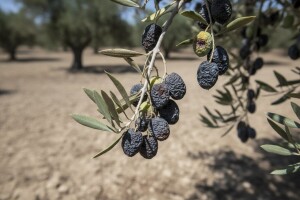 Zbog suše maslinovo ulje i 20 posto skuplje