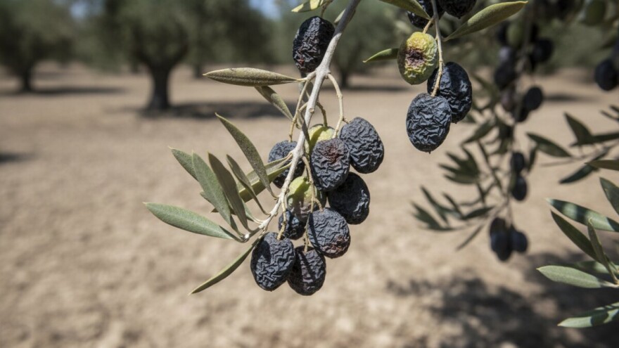 Zbog suše maslinovo ulje i 20 posto skuplje