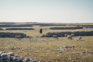 Zbog suše presušila i proizvodnja paškog sira
