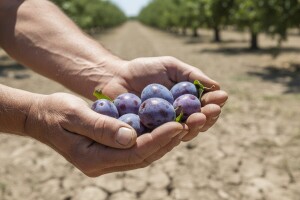 Zbog suše sitniji plodovi šljive