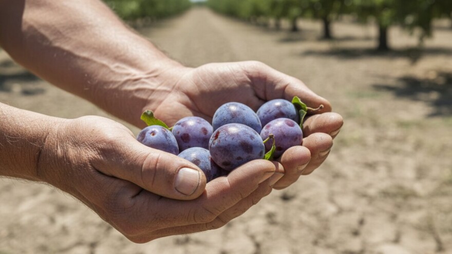 Zbog suše sitniji plodovi šljive