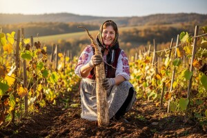 Zbog svoje ljekovitosti zagorski jam sve traženiji