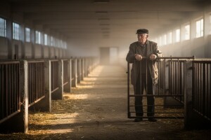 Zbog tova svinja 250.000 kn u minusu