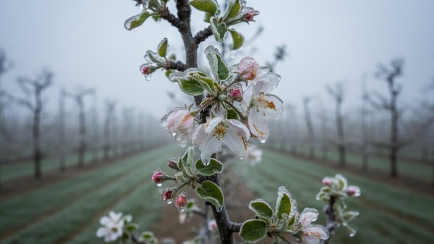 Zbrajanje šteta od mraza