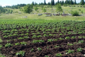 Iz budžeta ZDK isplaćeno 1,5 miliona KM poticaja