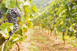 Isplata poticaja za nove zasade voća i vinove loze