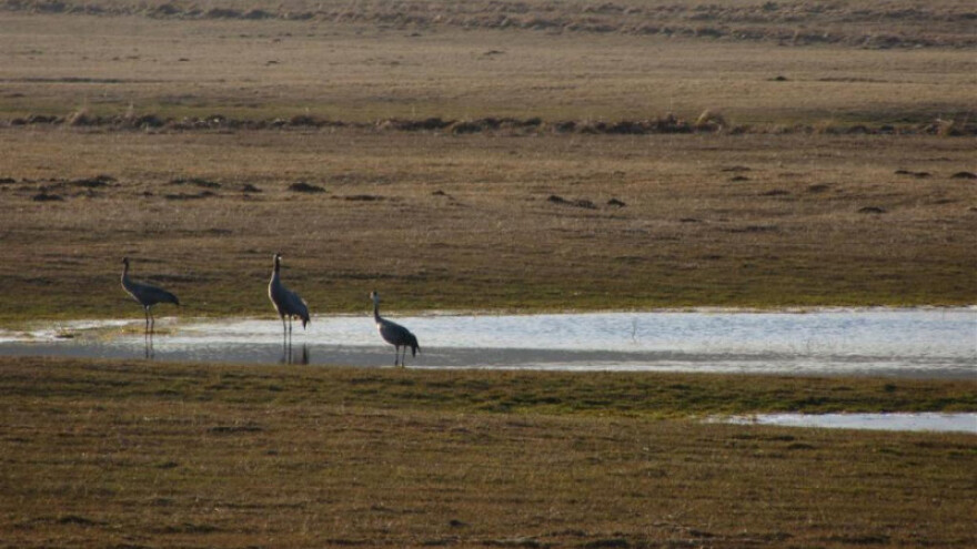 Na putu ka sjeveru ždralovi odmorili na Kupresu