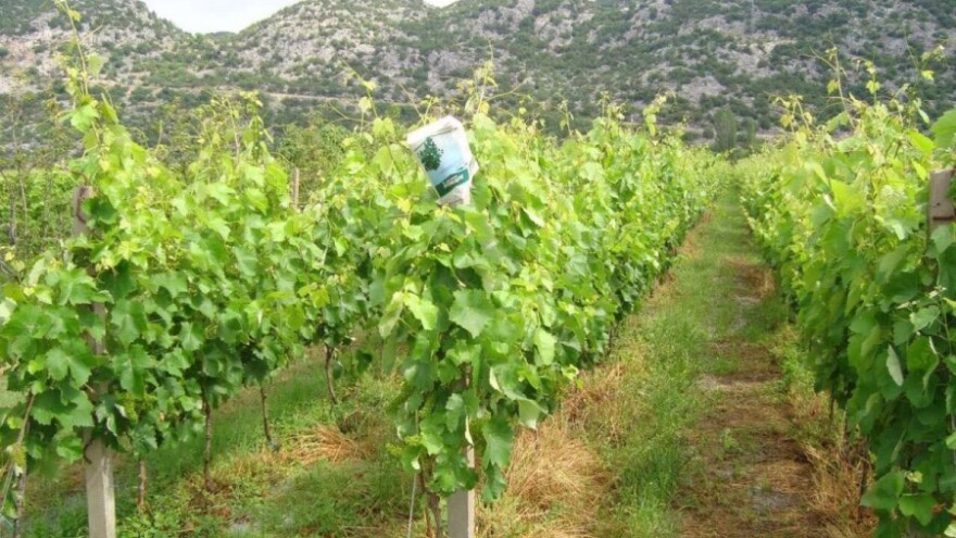 Bayer savjeti za vinogradare 20.-26.06.2016.