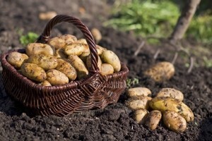 Zaštita krumpira od korova, bolesti i štetnika