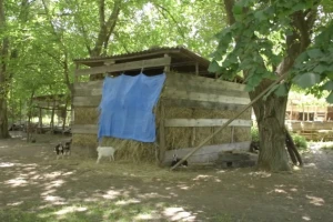 Proizvodnja oraha i uzgoj koza