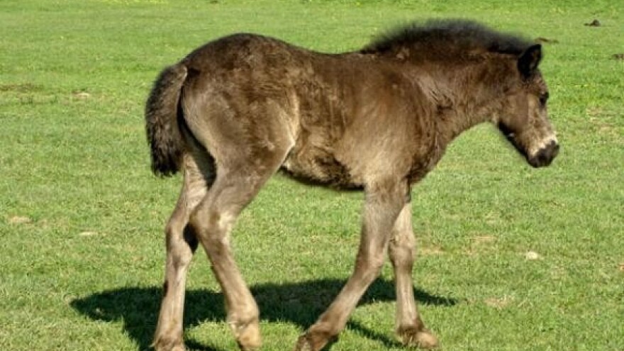 Pojačanje u konjičkom klubu Satir