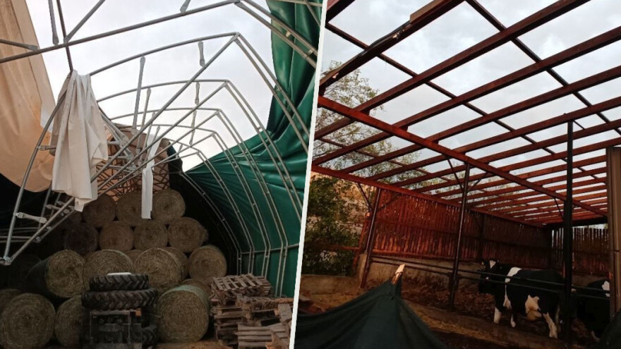 Stotine goveda pod vedrim nebom - vjetar odnio krov s dvije farme