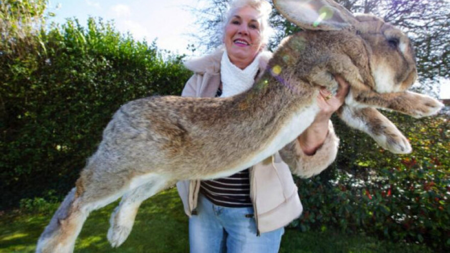 Nesuđeni najveći zec na svijetu nije preživio let