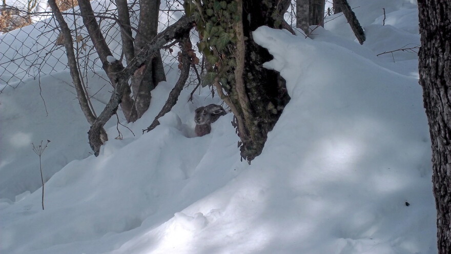 Zbog visokog snijega, divljač u opasnosti