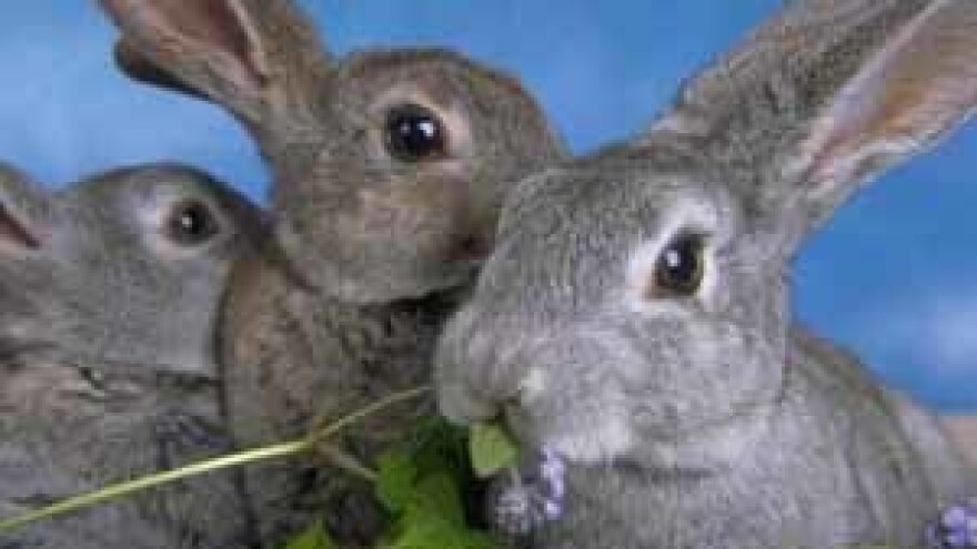 Izložba malih životinja