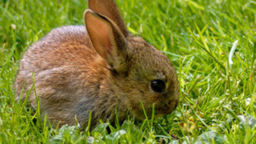 Izložba malih životinja u Kutini