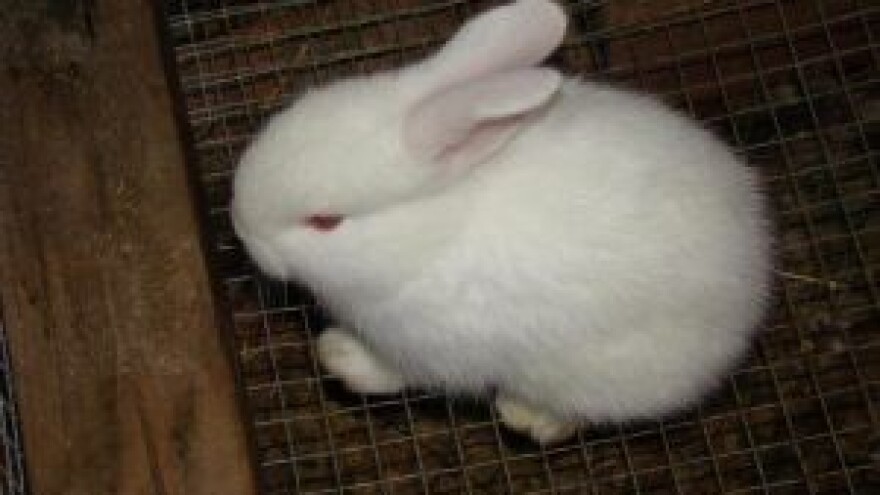 24. Izložba malih životinja