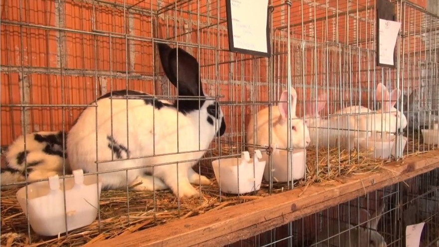 Uz zahtjevnu administraciju, najveća potreba u uzgoju malih životinja je higijena!