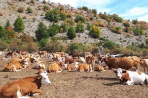 Stočari: Za oko 800 krava i 200 konja na Suvoj planini nema dovoljno vode