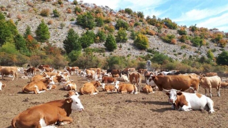 Stočari: Za oko 800 krava i 200 konja na Suvoj planini nema dovoljno vode