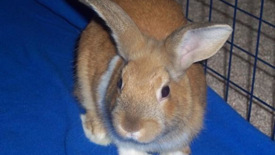 Izložba malih životinja u Nedelišću