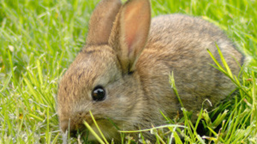 Sajam malih životinja