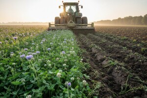 Zelena gnojidba ili sideracija