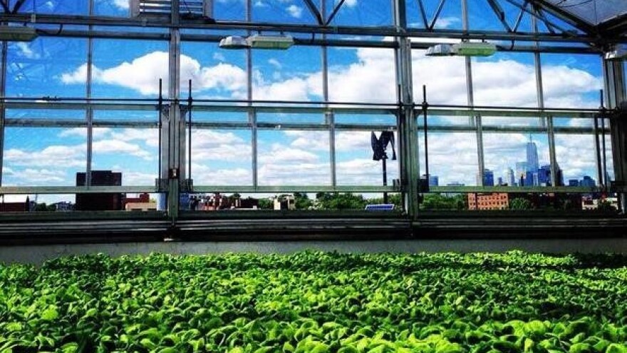 Najveći svetski staklenik na krovu fabrike