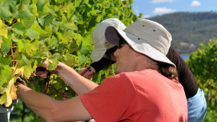 Zelena rezidba vinove loze