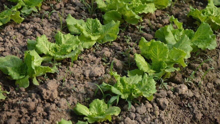 Mališani iz Beograda naučili da seju i sade salatu