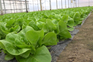 Salata kao indikator plodnosti: Kako je pravilno đubriti?