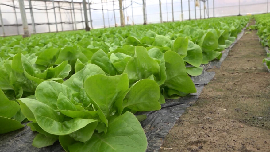 Salata kao indikator plodnosti: Kako je pravilno đubriti?