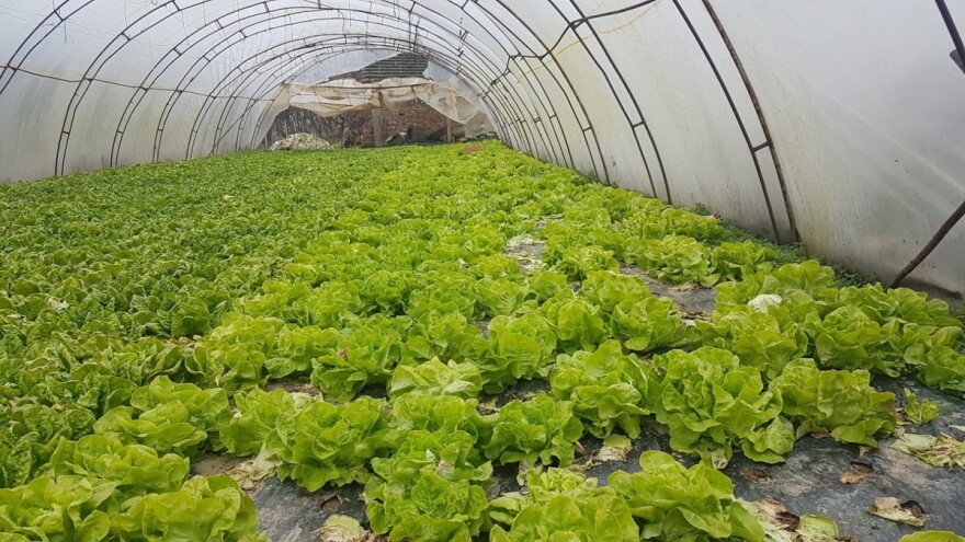 Kako pripremiti plastenik za zimu i prolećnu sadnju?