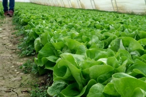 Koje uslove ispoštovati za uzgoj salate tokom cijele godine?