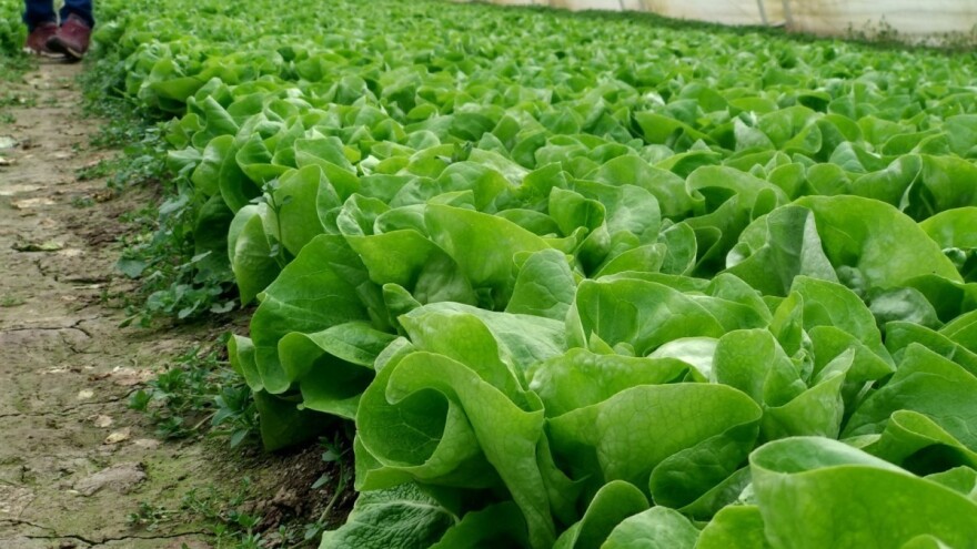 Koje uslove ispoštovati za uzgoj salate tokom cijele godine?