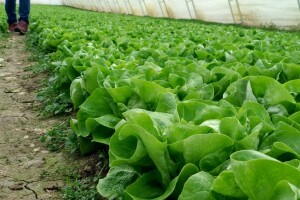 Koje uvjete ispoštivati za uzgoj salate tijekom cijele godine?