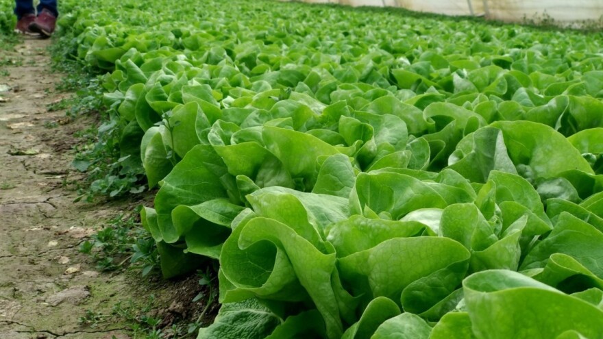 Koje uslove ispoštovati za uzgoj salate tokom cele godine?