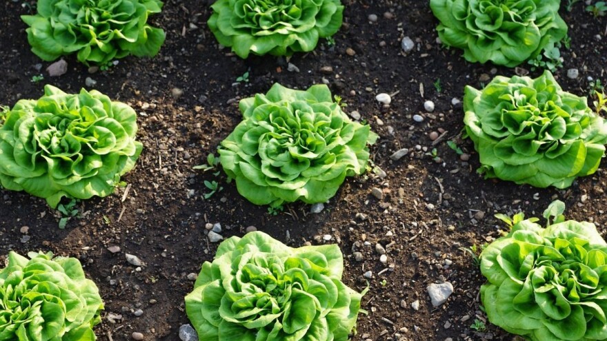 Simptomi i suzbijanje antraknoze zelene salate