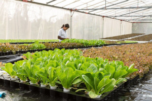 Kristalka u godinu dana poskupjela 40%