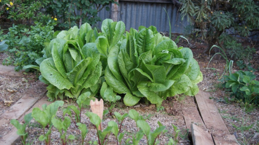 Koje povrće dobro uspijeva u sjeni?