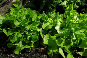 Uzgoj zelene salate u plasteniku i stakleniku