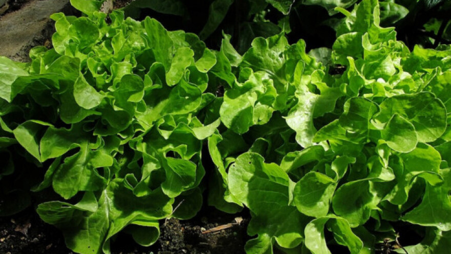 Uzgoj zelene salate u plasteniku i stakleniku