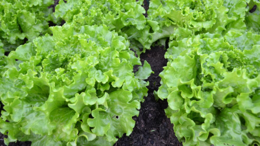 Ojačajte biljke u stresnim situacijama!