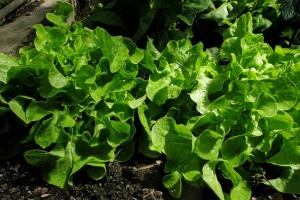 Kako uzgajati salatu u plasteniku bez grijanja