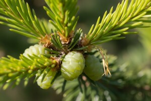 Zelena smrekina uš šiškarica