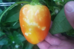 Zelena stjenica pravi probleme u povrtnjacima - otjerajte je sirćetom i bijelim lukom