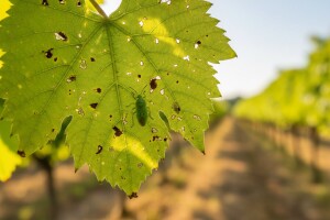 Zelena stjenica u vinogradu